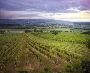 Weinbau im Burgenland