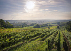 Weinbau im Burgenland
