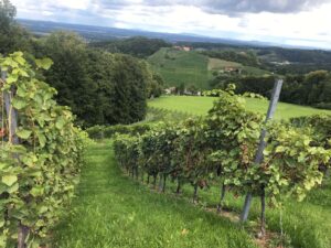 Weinbau in der Steiermark