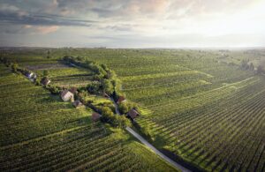 Weinbaugebiet Wagram, Niederösterreich