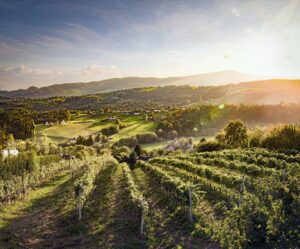 Weinbaugebiet Weststeiermark