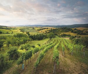 Weinbaugebiet Rosalia, Burgenland